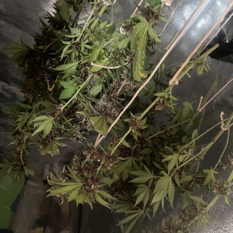 Genética desconocida growlog timeline photo