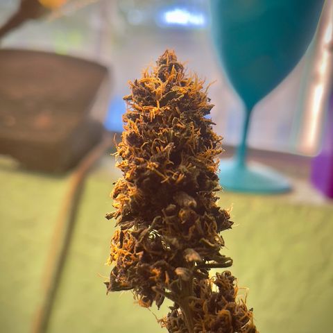 Genética desconocida growlog timeline photo