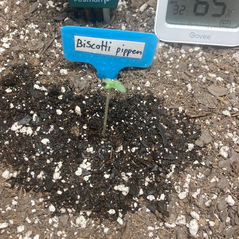 Biscotti growlog timeline photo