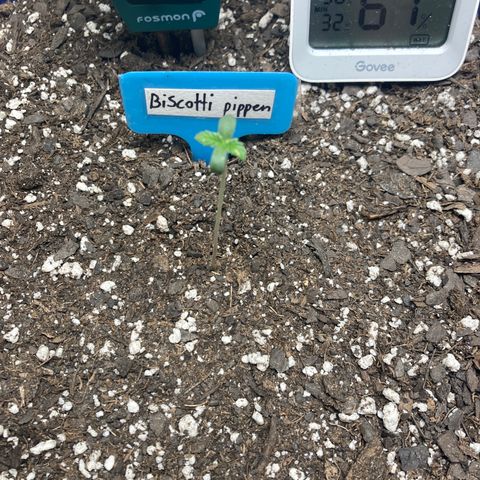 Biscotti growlog timeline photo