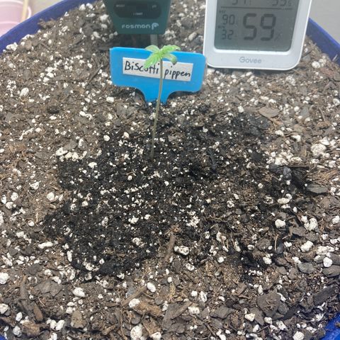 Biscotti growlog timeline photo