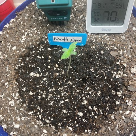 Biscotti growlog timeline photo