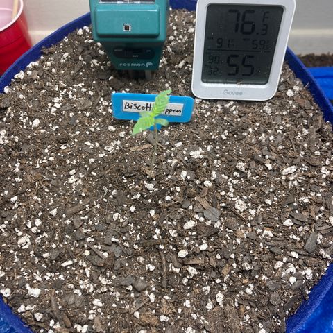 Biscotti growlog timeline photo