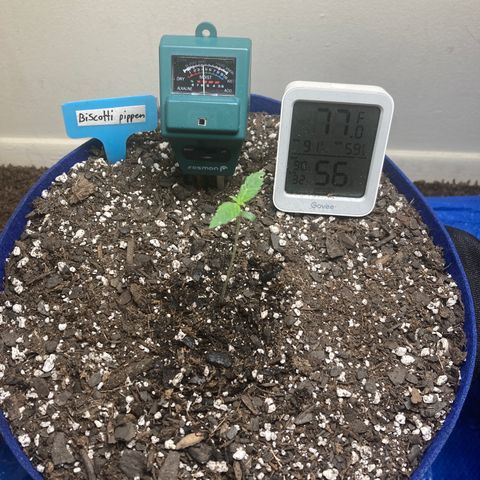 Biscotti growlog timeline photo