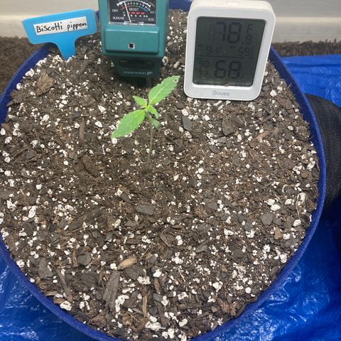 Biscotti growlog timeline photo