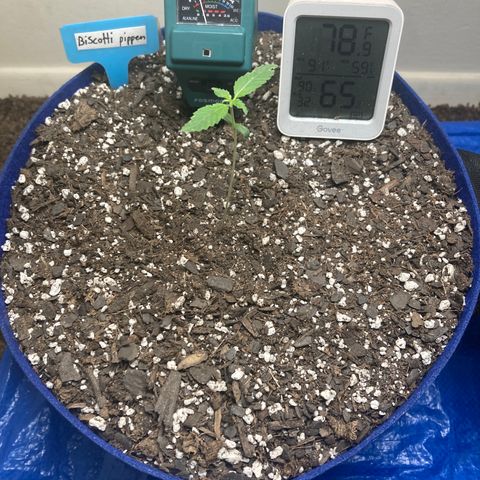 Biscotti growlog timeline photo