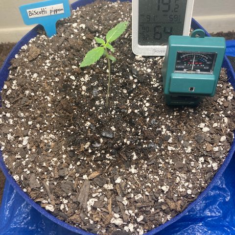 Biscotti growlog timeline photo