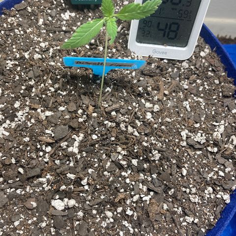 Biscotti growlog timeline photo