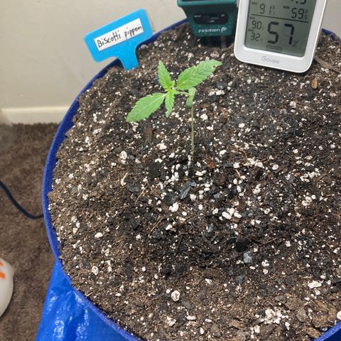Biscotti growlog timeline photo