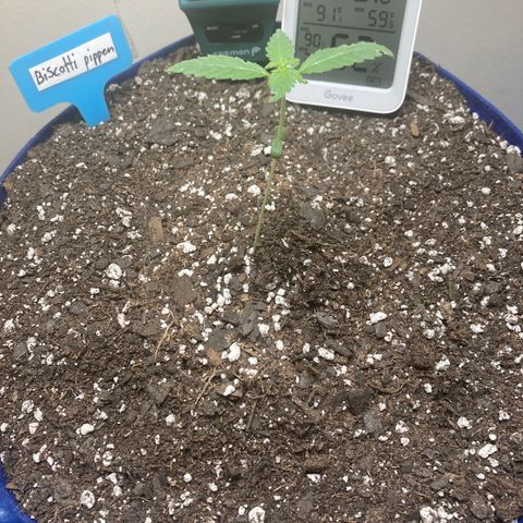 Biscotti growlog timeline photo