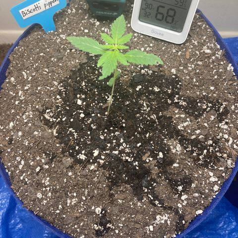Biscotti growlog timeline photo