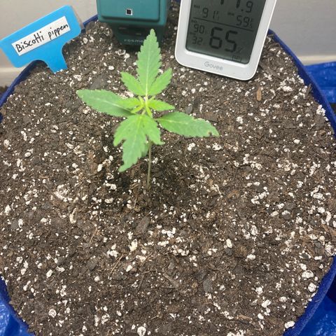 Biscotti growlog timeline photo
