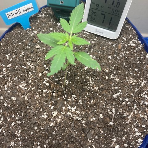 Biscotti growlog timeline photo