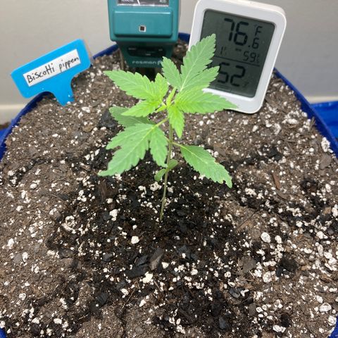 Biscotti growlog timeline photo