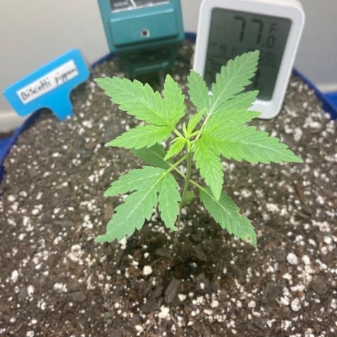 Biscotti growlog timeline photo
