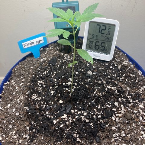 Biscotti growlog timeline photo
