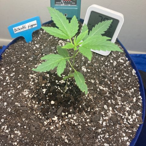 Biscotti growlog timeline photo