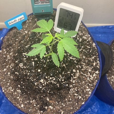 Biscotti growlog timeline photo