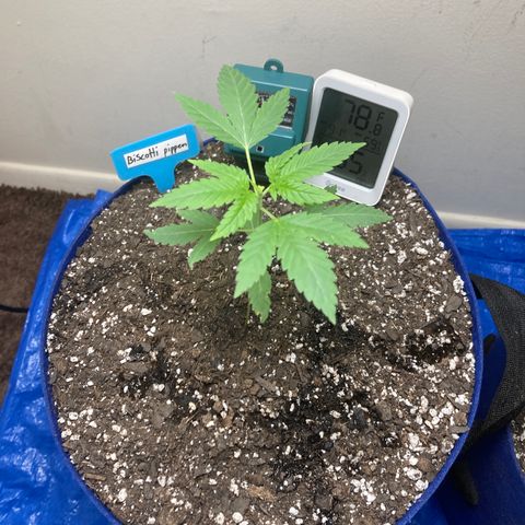 Biscotti growlog timeline photo
