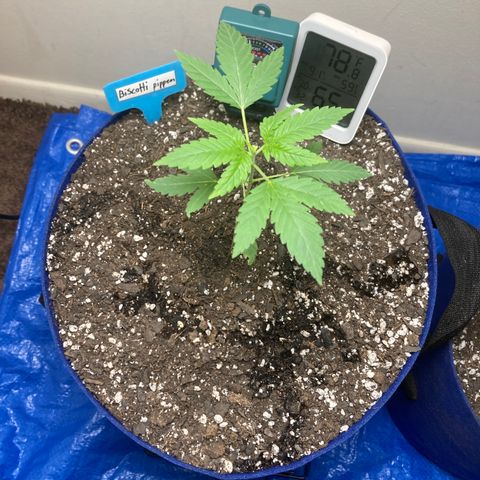 Biscotti growlog timeline photo