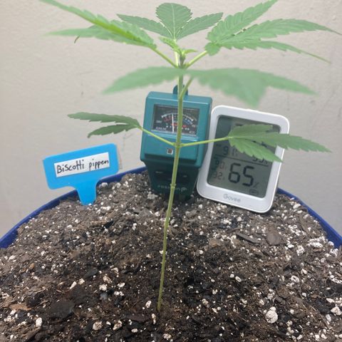 Biscotti growlog timeline photo