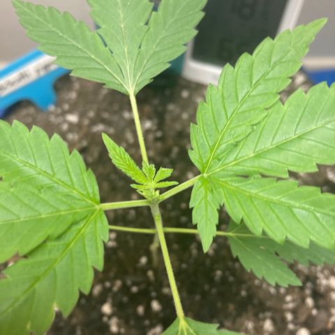 Biscotti growlog timeline photo