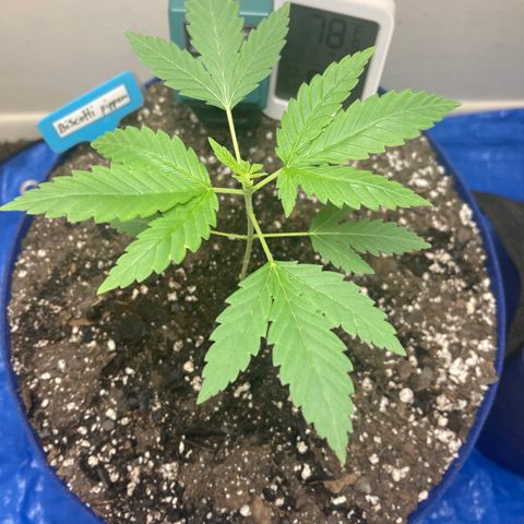 Biscotti growlog timeline photo