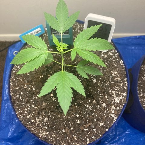 Biscotti growlog timeline photo