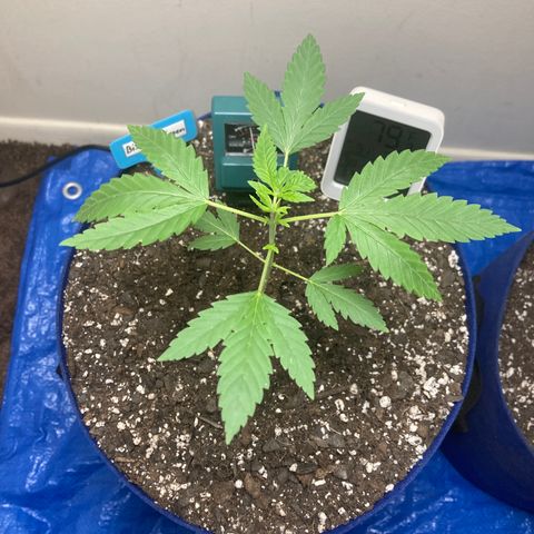 Biscotti growlog timeline photo