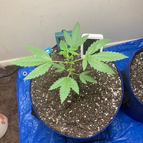 Biscotti growlog timeline photo