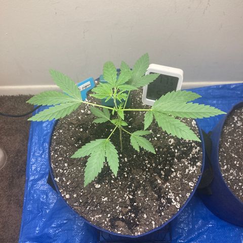 Biscotti growlog timeline photo