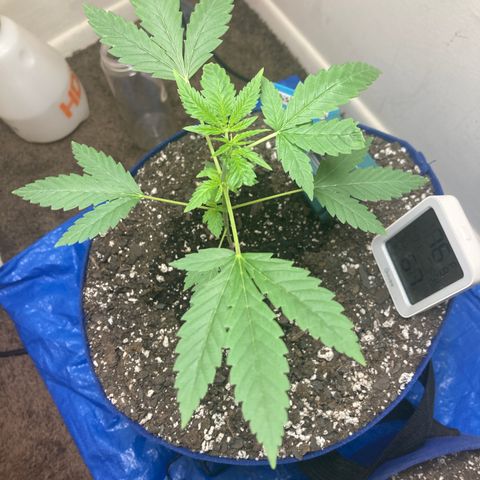 Biscotti growlog timeline photo