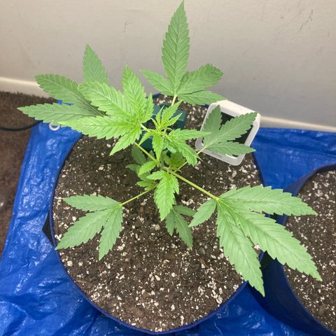 Biscotti growlog timeline photo