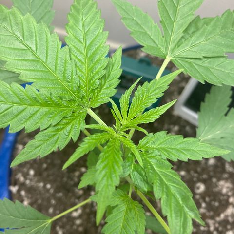 Biscotti growlog timeline photo