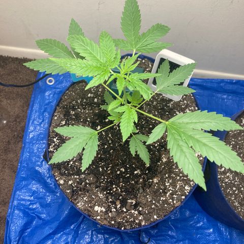 Biscotti growlog timeline photo