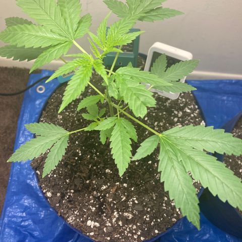 Biscotti growlog timeline photo