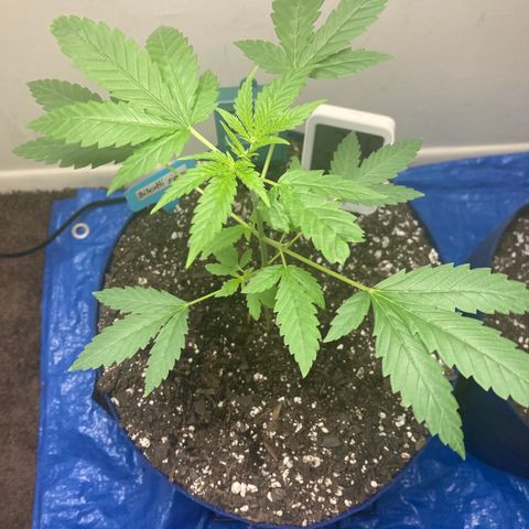 Biscotti growlog timeline photo