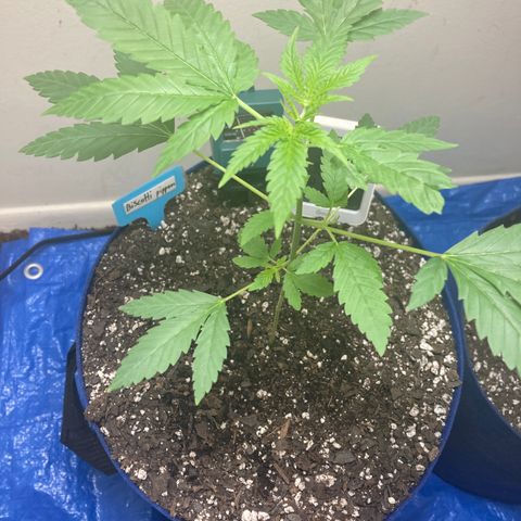 Biscotti growlog timeline photo
