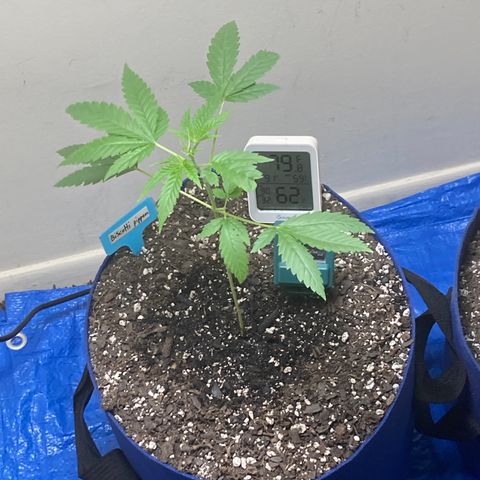 Biscotti growlog timeline photo