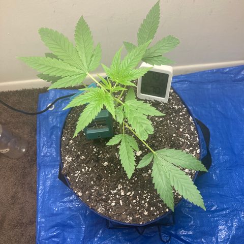Biscotti growlog timeline photo