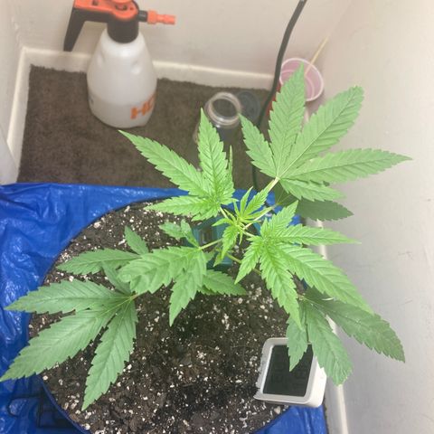 Biscotti growlog timeline photo