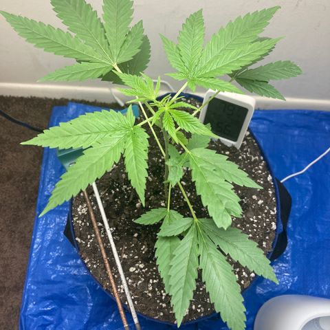Biscotti growlog timeline photo