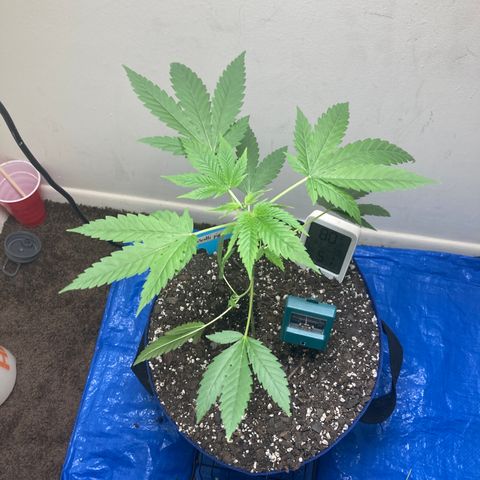 Biscotti growlog photo: Top