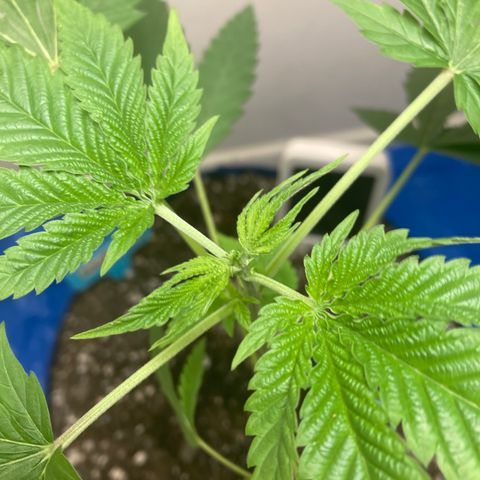 Biscotti growlog photo: Top