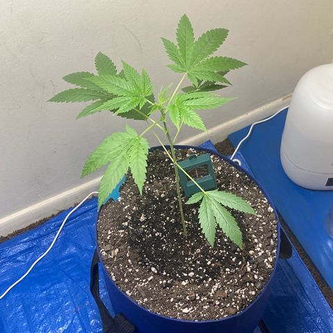 Biscotti growlog timeline photo