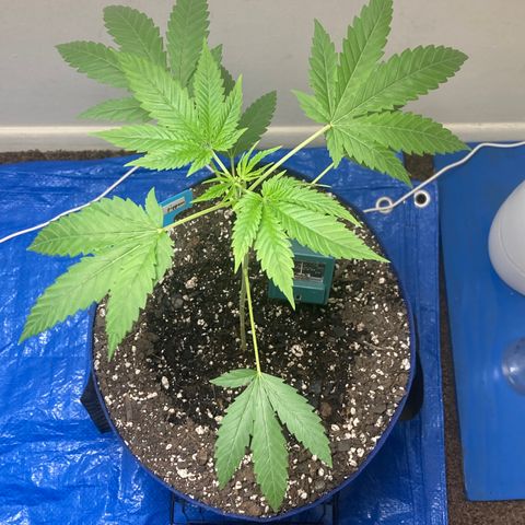 Biscotti growlog timeline photo