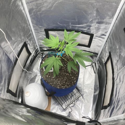 Biscotti growlog timeline photo