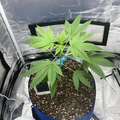 Biscotti growlog timeline photo
