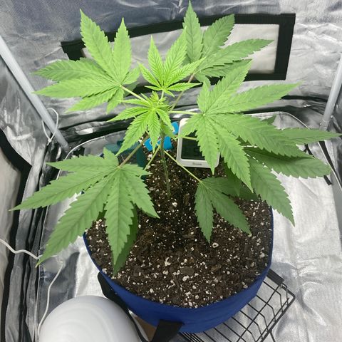 Biscotti growlog timeline photo