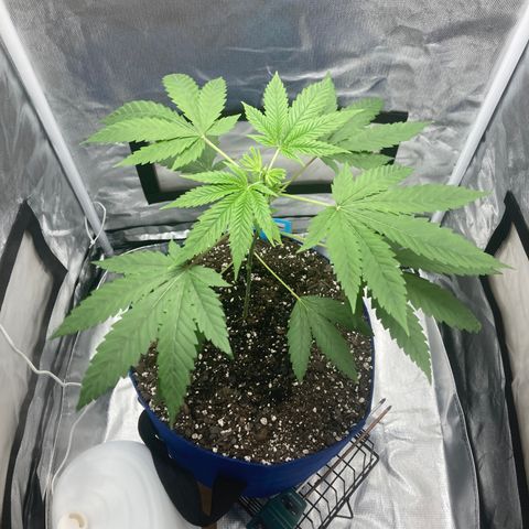 Biscotti growlog timeline photo